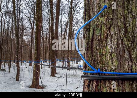 Sammeln von Ahorn sap im Frühjahr. Kunststoffschlauch, der an Ahorn-Bäumen befestigt ist, um sap zu sammeln. Kanada. Quebec. Selektiver Fokus. Horizontale Ausrichtung. Stockfoto