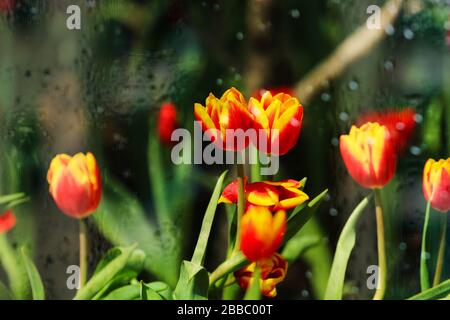 Tulpen im Regen Stockfoto