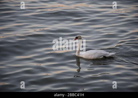 Ein weißer Schwan schwimmt auf der Wasseroberfläche Stockfoto