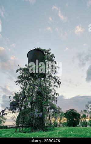 Wilde Wisteria, Hygrophila difformis, wächst auf einem alten rustikalen und rostigen Wasserturm auf einer Farm im ländlichen Alabama, USA. Stockfoto
