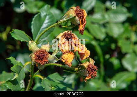 Nahaufnahme von verwilderten Rosen im Garten Stockfoto