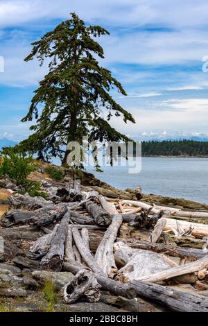 Drumbeg Park, Gabriola Island, in der Nähe von Nanaimo, Vancouver Island, BC, Kanada Stockfoto