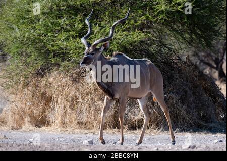 Greater Kudu (Tragelaphus strepsiceros), Kalahari, Botswana. Stockfoto