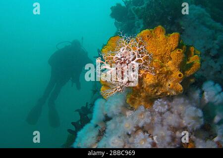 Basket Star on Schwamm (Gorgonocephalus eucnemis), Browning Passage, Queen Charlotte Strait, BC Stockfoto