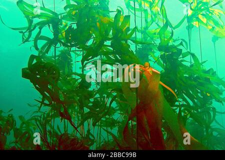 Bullen Kelp (Nereocystis luetkeana), Crocker Rock, Queen Charlotte Strait, BC Stockfoto