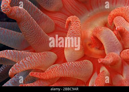 Crimson Anemone, Tentacles (Cribrinopsis fernaldi), Race Rocks, Victoria area, BC Stockfoto