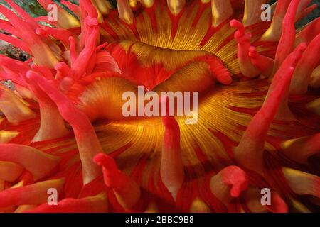 Fischfressende Anemone (Urticina piscivora), Franks Felsen, Browning-Passage, Queen Charlotte Strait, BC Stockfoto