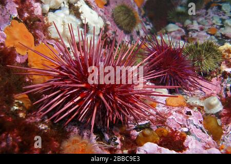 Riesige rote Seeigel (Strongylocentrotus franciscanus), Seymour Narrows, Campbell River Area, BC Stockfoto