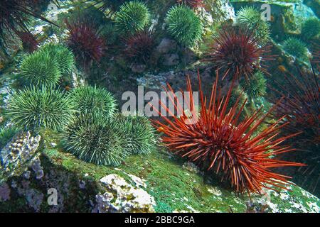 Grüne Seeigel (Strongylocentrotus droebachiensis), Giand-rote Seeigel (S franciscanus), Whiskey Point, Stockfoto