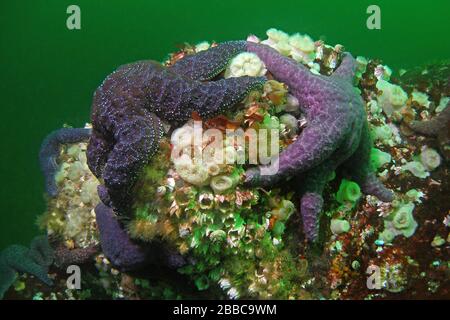 Violette oder ockerfarbene Seesterne (Pisaster ochraceus), Skookumchuck-Narrows, Sechelt Inlet, BC Stockfoto