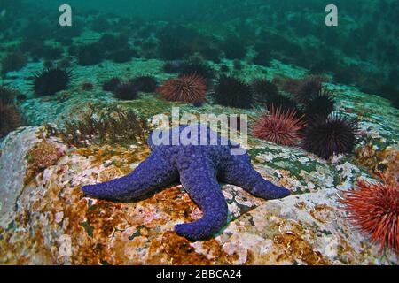 Violetter Seestern (Pisaster ochraceus), Whiskey Point, Quadra Island, BC Stockfoto