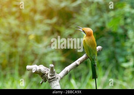 Wunderschöner Vogel-Chestnut hat Bee Eater auf einem Ast (Merops leschenaulti) mit grünem Hintergrund angegangen Stockfoto