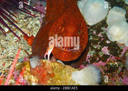 Wolfareal, Juvenile (Anarrhichthys ocellatus), Browning-Passage, Queen Charlotte Strait, BC Stockfoto