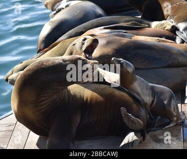 Ein Babysiegel, das mit den anderen Robben auf einem Dock im Hafen eines tropischen Resorts zusammenwirkt Stockfoto