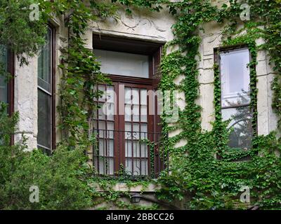 Französisches Türfenster öffnet sich zum Balkon im alten, von Efeus umgebenen Apartmentgebäude Stockfoto