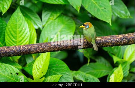 Ein rotes Weibchen hat Barbet (Eubucco bourcierii) auf einem Zweig, einer Vogelart der Familie Capitonidas, geköpft. Fotografiert in Mindo, Ecuador. Stockfoto