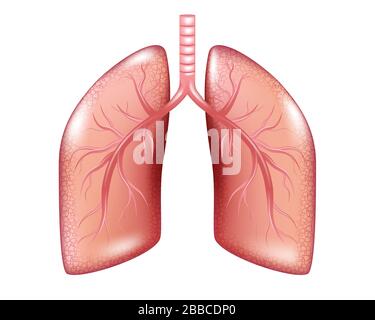 Human Lung Cancer Diagramm isoliert. Grafiken zu respiratorischem Krankheitsbild. Realistische Lungenanatomie. Vektorgrafiken Stock Vektor