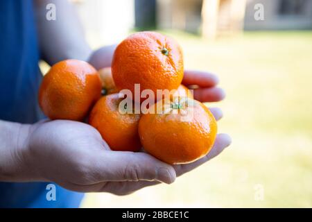 Hände halten Orangen, Seitenansicht Nahaufnahme mit Fokus auf einer Orange. Bauernhände Stockfoto