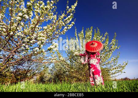 Frau im Kimono mit roten Regenschirm im Garten mit Kirschblüte bei Sonnenaufgang Stockfoto