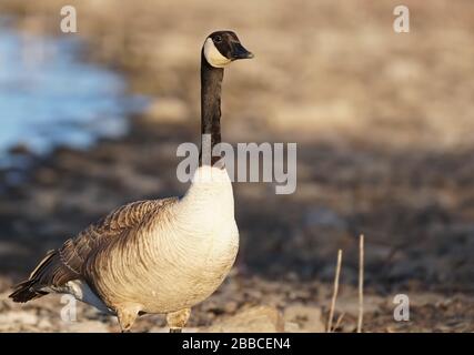 Am späten Nachmittag steht eine Kanadische Gans am Ufer. Stockfoto