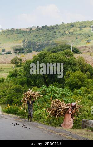 Bauern, die im ländlichen Äthiopien Holz auf dem Rücken tragen. Stockfoto