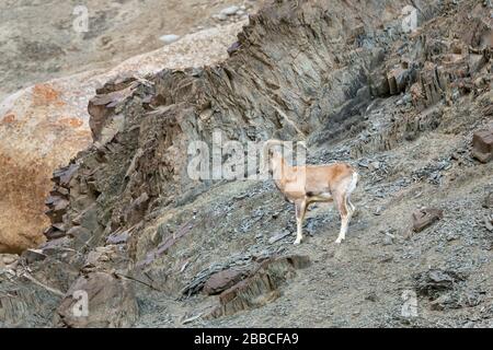 Ladakh Urial oder Ovis vignei vignei im ladakh Himalaya Indien während des Winters in der Nähe von LEH. Stockfoto