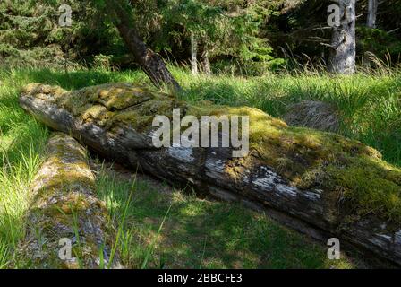 Die alten Haida-Polen bei Skedans, auch Koona oder Ḵ'uuna Llnagaay, Haida Gwaii genannt, früher bekannt als Queen Charlotte Islands, British Columbia, Kanada Stockfoto