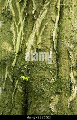 Rinde einer großen alten Buche (Fagus sylvatica), kleiner Zweig mit zarten grünen Blättern im Frühjahr, Hintergrundbild Stockfoto