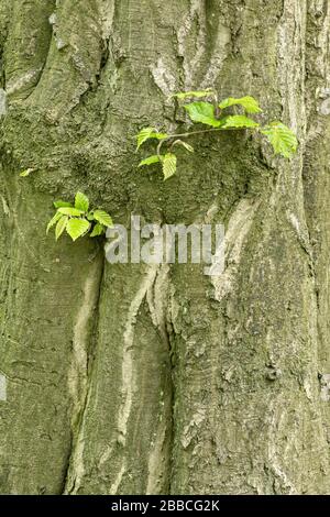 Rinde einer großen alten Buche (Fagus sylvatica), kleiner Zweig mit zarten grünen Blättern im Frühjahr, Deutschland Stockfoto