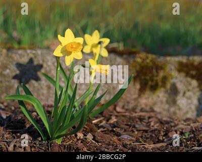 Gelbe Narzissen blühen an einem Frühlingstag im Garten. Einzelne Narben schließen sich mit dem Kopierbereich Stockfoto