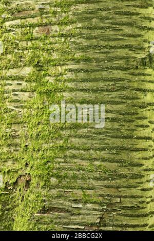 Rinde einer großen alten Wildkirsche (Prunus avium), mit Moos bedeckt, Hintergrund, Deutschland Stockfoto