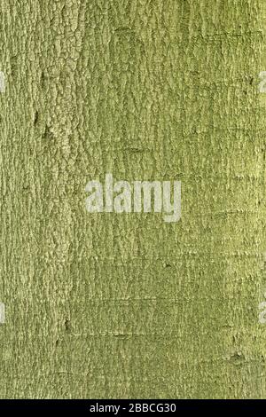 Rinde einer großen alten Buche (Fagus sylvatica), Hintergrund, Deutschland Stockfoto