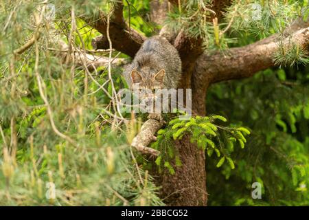 Europäische Wildkatze (Felis silvestris), gefangen, Schweiz Stockfoto