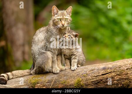 Europäische Wildkatze (Felis silvestris), gefangen, Schweiz Stockfoto