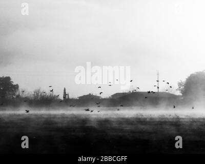 Blick auf das Land mitten im Nebel mit einer Vogelschar über einem kultivierten Feld Stockfoto