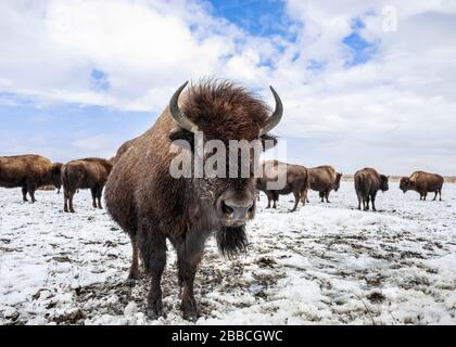 Plains Bison, (Bison Bison Bison), Close Up, Manitoba, Kanada Stockfoto