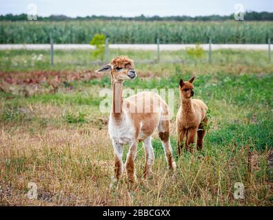 Ein vor kurzem geschnäbter Erwachsener Alpaca und unerschrohlene Baby Alpaca auf einem Bauernfeld, Manitoba, Kanada. Stockfoto