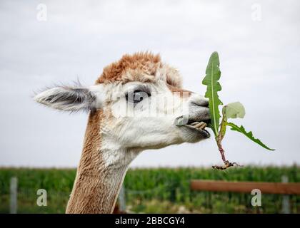 Alpaka essen Unkraut, Nahaufnahme, Manitoba, Kanada. Stockfoto