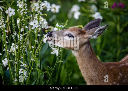 Weisswedelhirsch, das sich im Englischen Garten, Assiniboine Park, Winnipeg, Manitoba, Kanada von Gartenblumen ernährt. Stockfoto