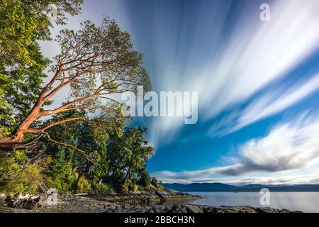 Arbutus (Madrones) Tree (Arbutus), Moses Point, North Saanich, Vancouver Island, BC Canada Stockfoto