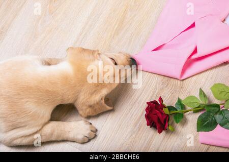 Schließen Sie die Draufsicht des niedlichen Labrador Retriever Hundes auf Holzhintergrund ziehen pinkfarbenes Tuch in den Zähnen, frische dunkelrote Rose liegt in der Nähe. Kopierbereich. Begrüßung c Stockfoto