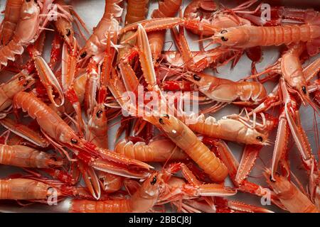 Die unberührte Bucht von Dublin pracht Kaisergranat mit Krebstieren an Nephrops Stockfoto