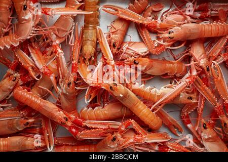 Die unberührte Bucht von Dublin pracht Kaisergranat mit Krebstieren an Nephrops Stockfoto