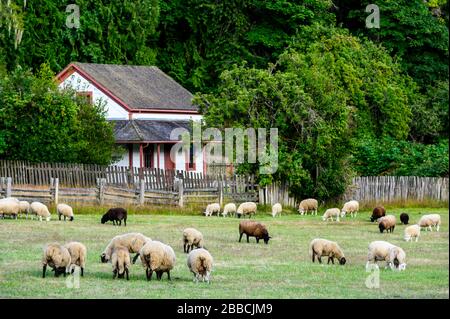 Schafe (Ovis widder) auf Salt Spring Island, Gulf Islands, BC, Kanada Stockfoto