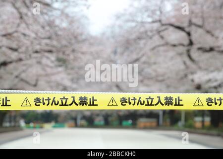 Eine Straße mit Kirschblüten ist als Sicherheitsmaßnahme gegen das neue Coronavirus im Ueno Park in Tokio, Japan am 31. März 2020 gesperrt. Kredit: Yohei Osada/AFLO/Alamy Live News Stockfoto