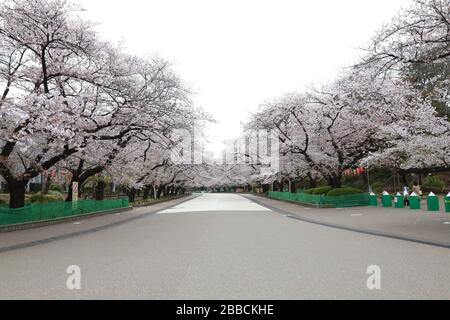 Eine Straße mit Kirschblüten ist als Sicherheitsmaßnahme gegen das neue Coronavirus im Ueno Park in Tokio, Japan am 31. März 2020 gesperrt. Kredit: Yohei Osada/AFLO/Alamy Live News Stockfoto