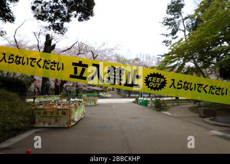 Eine Straße mit Kirschblüten ist als Sicherheitsmaßnahme gegen das neue Coronavirus im Ueno Park in Tokio, Japan am 31. März 2020 gesperrt. Kredit: Yohei Osada/AFLO/Alamy Live News Stockfoto