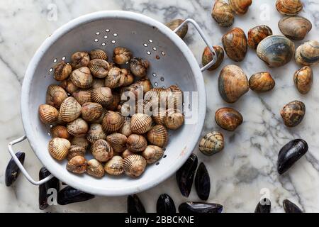 Herzmuscheln Muscheln Wwelks Schalentiere Abfluss waschen bereiten Marmor Küche Weichtier Frisch Stockfoto