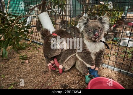 Ein verletzter Koala, der von der humane Society gerettet wurde, wurde wegen dreier Verletzungen in das Triage-Zelt im Kangaroo Island Wildlife Center gebracht. Stockfoto