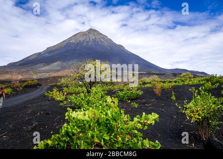 Pico do Fogo und Rebbau in Cha das Caldeiras, Kap Verde Stockfoto